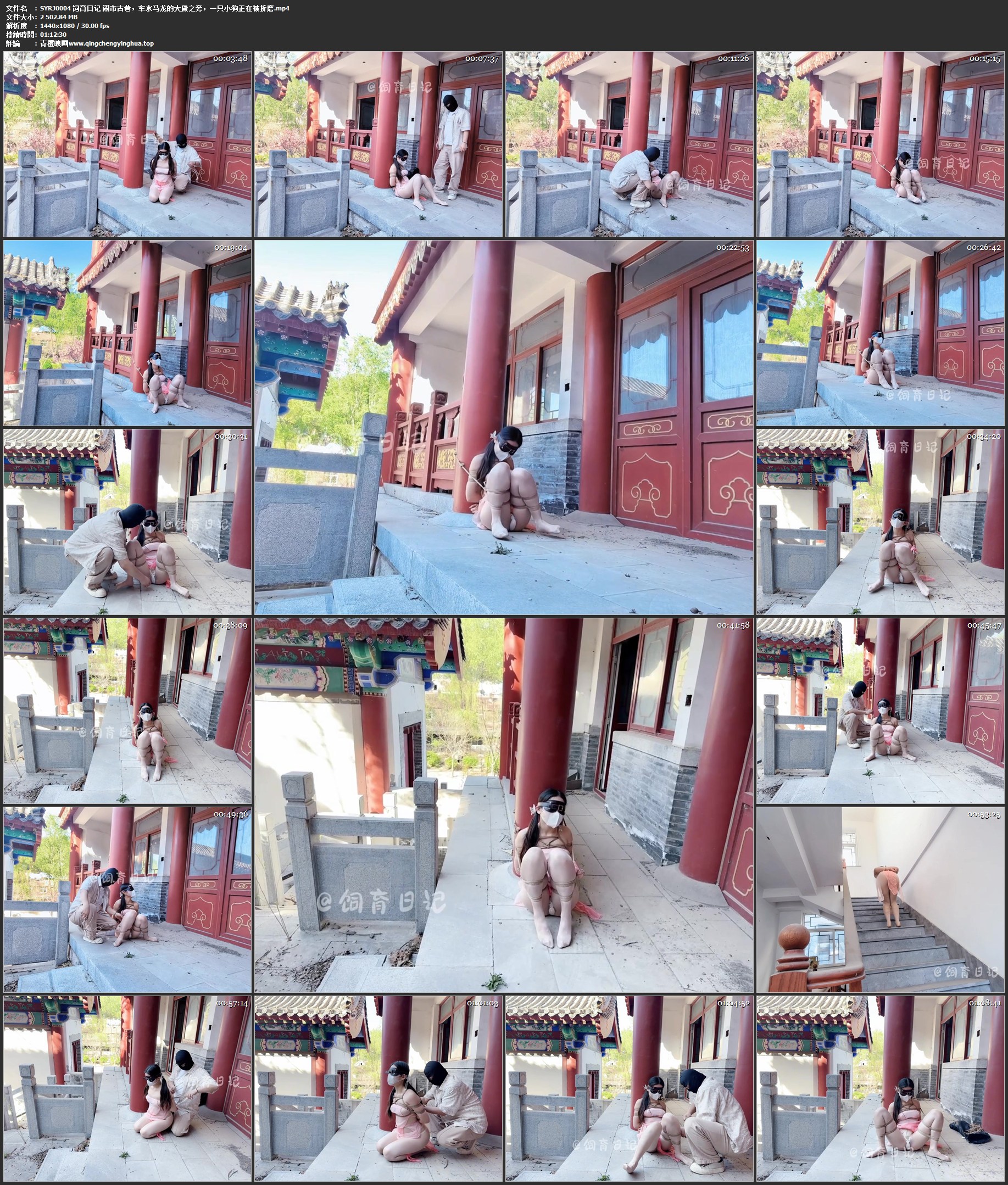 饲育日记 闹市古巷，车水马龙的大殿之旁，一只小狗正在被折磨